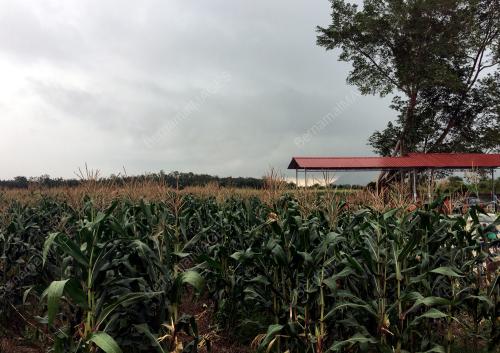 LADANG TANAMAN JAGUNG