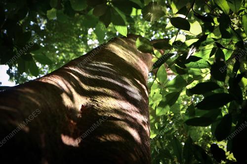 MK03_23082019_POKOK_MERBAU