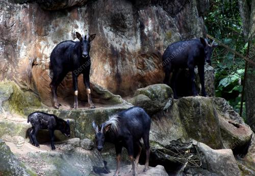 ANAK KAMBING GURUN