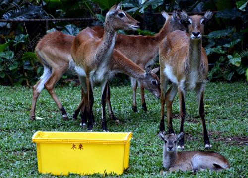ZOO MELAKA