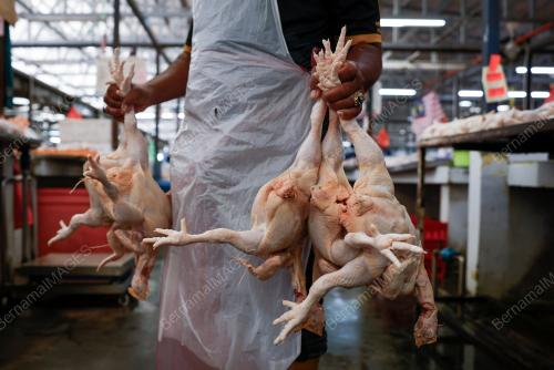 AYAM MENTAH