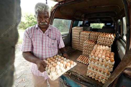 PENIAGA TELUR AYAM