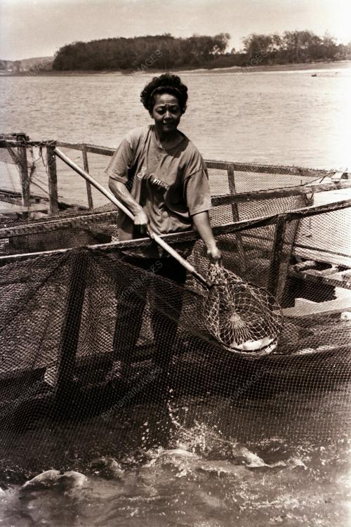 PROJEK TERNAKAN IKAN DALAM SANGKAR