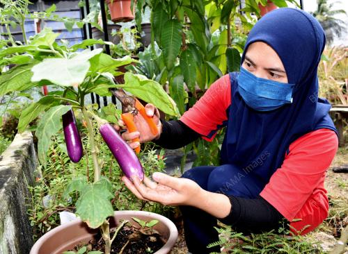 MK04_06122021_MINI_KEBUN