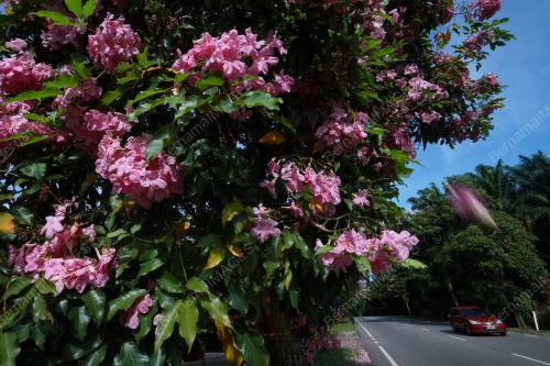 BUNGA SAKURA MALAYSIA