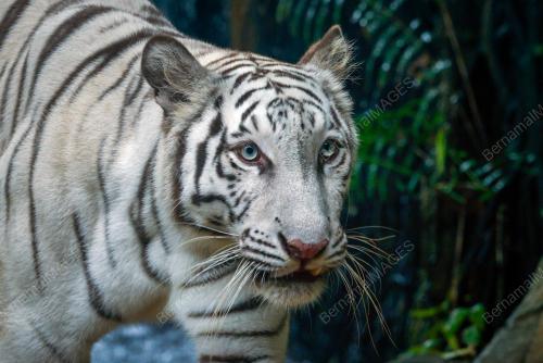 HARIMAU BENGAL PUTIH