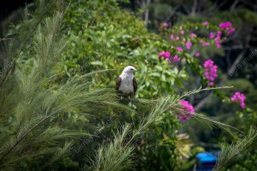 MK04_09032019_RAPTOR_BN201903082796