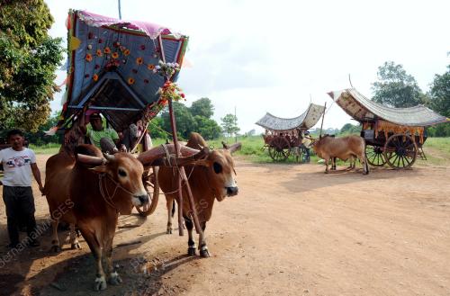 MK04_10062014_LEMBU_TUNGGU
