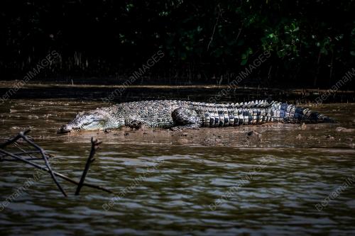 BUAYA SUNGAI LINGGI