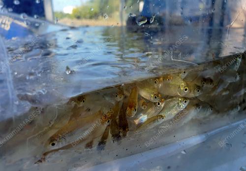 BENIH ANAK IKAN LAMPAM