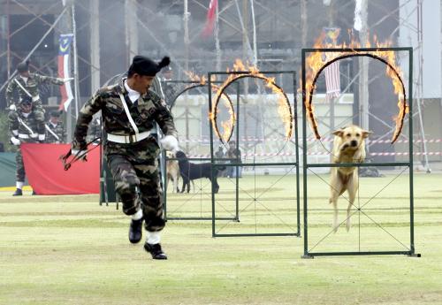 DEMOSTRASI ANJING PERANG