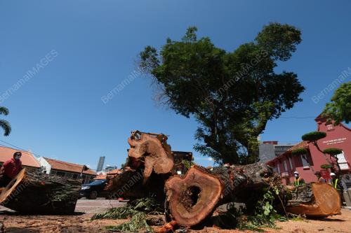 POKOK IKONIK MELAKA TUMBANG