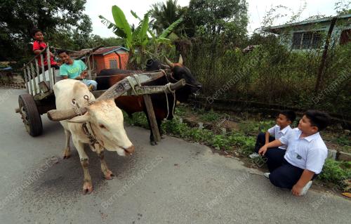 MK04_17082017_KERETA_LEMBU