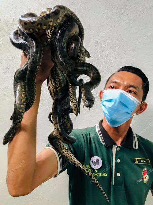 ANAKONDA HIJAU