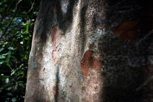 MK04_23082019_POKOK_MERBAU