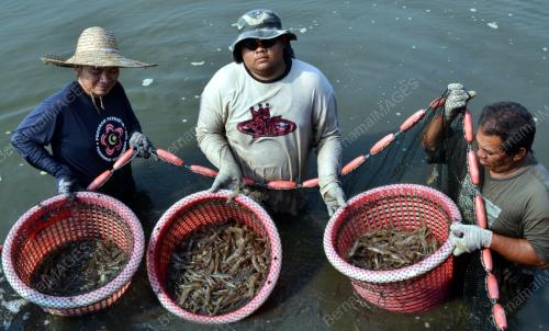 MK04_24092013_UDANG_JALA