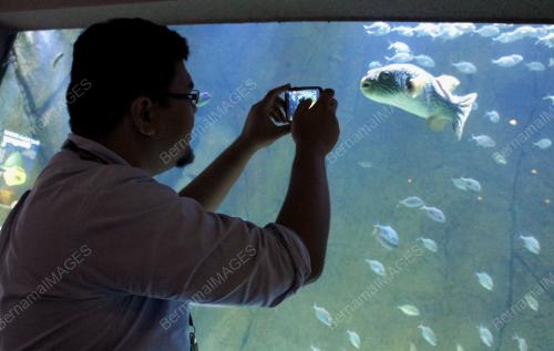 MK04_29012015_GAMBAR_IKAN