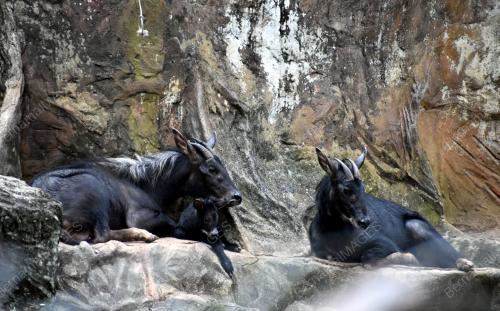 ANAK KAMBING GURUN