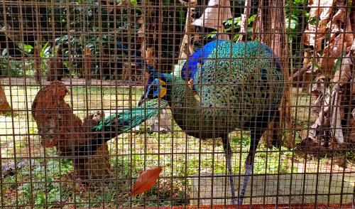 ZOO MELAKA