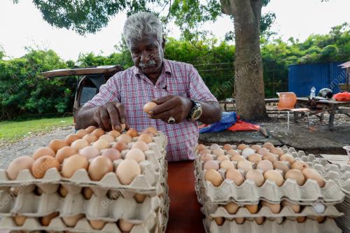 PENIAGA TELUR AYAM