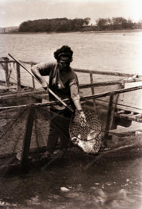 PROJEK TERNAKAN IKAN DALAM SANGKAR