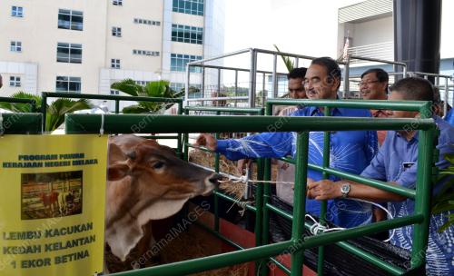 MK05_07032013_ALI_LEMBU