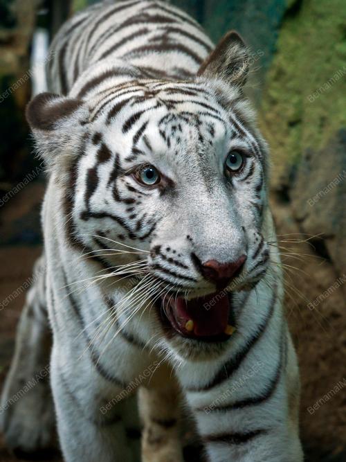 HARIMAU BENGAL PUTIH