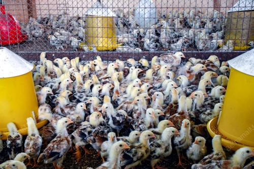 AYAM SAGA