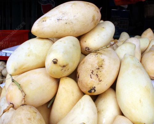 JUS MANGGA