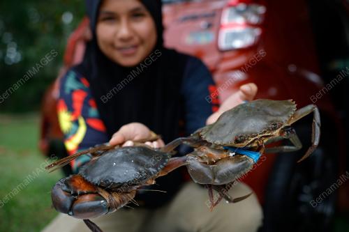 KETAM NIPAH
