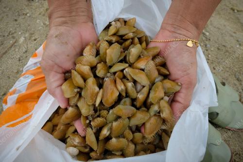 PESTA SIPUT
