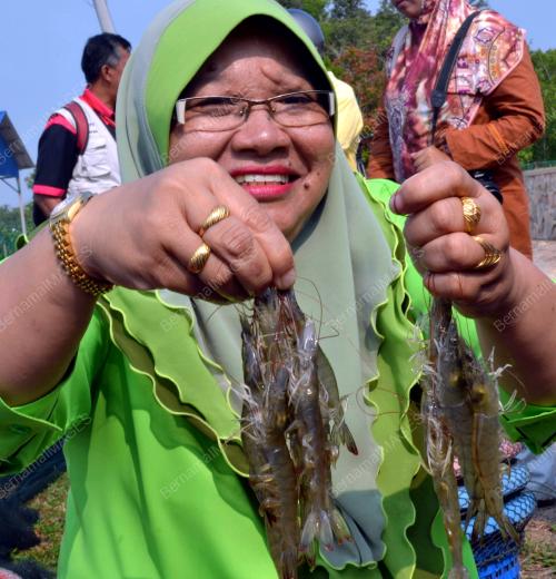 MK05_24092013_LATIPAH_UDANG