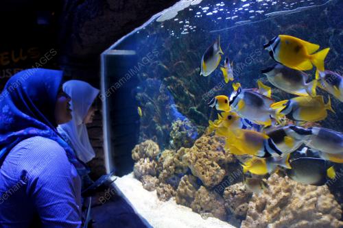 MK05_29012015_IKAN_LIHAT