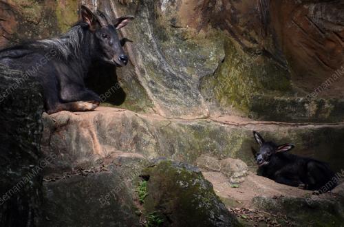ANAK KAMBING GURUN