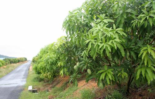 TAMAN BUAH TROPIKA SELANDAR