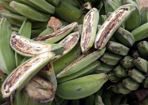 PISANG NIPAH
