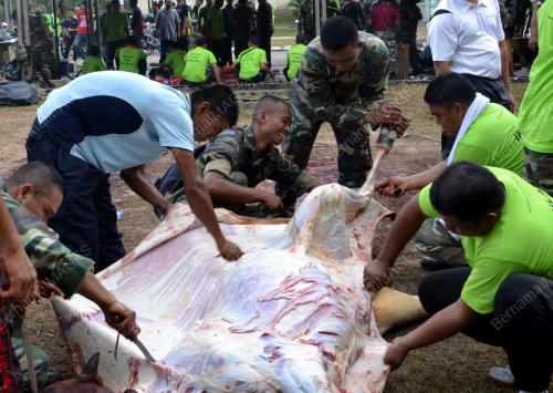 MK06_18102013_KORBAN_LEMBU