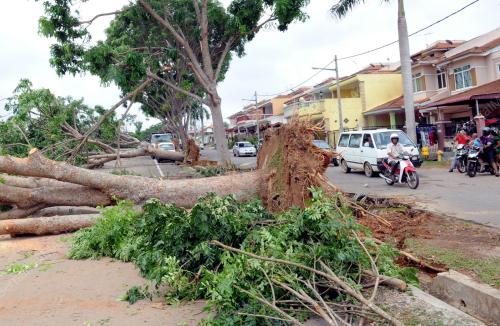 MK06_23072014_RIBUT_POKOK