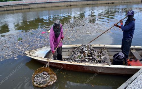 MK06_30122015_IKAN_MATI