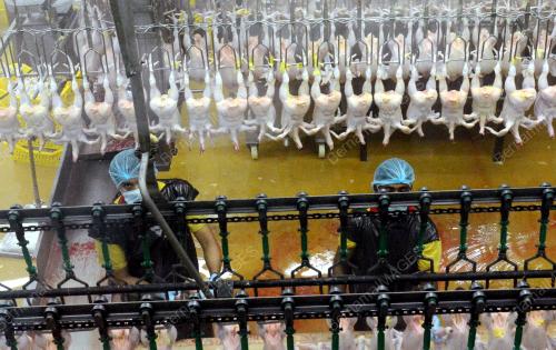 MK07_17092013_KILANG_AYAM