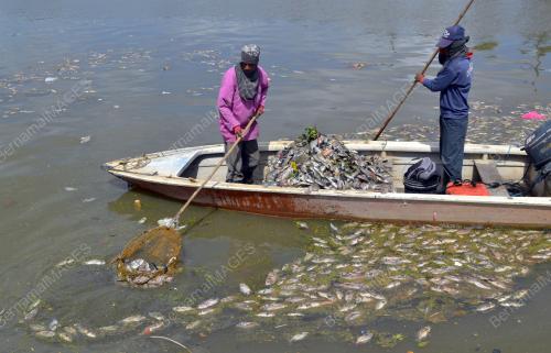 MK07_30122015_IKAN_MATI