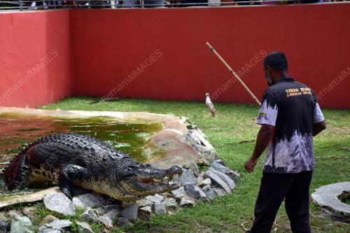 BUAYA