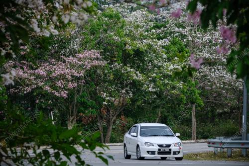 MK08_12032019_SAKURA_BN201903123114