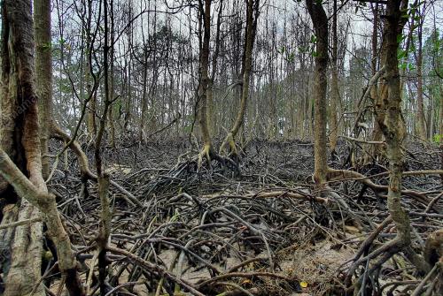 KESAN PENCEMARAN TUMPAHAN MINYAK