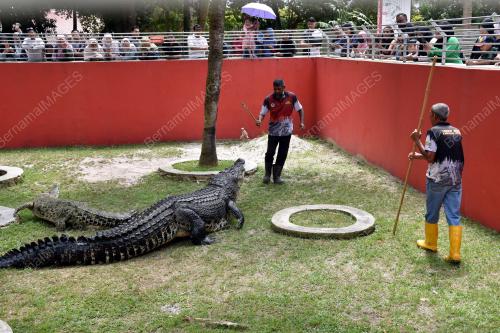 BUAYA