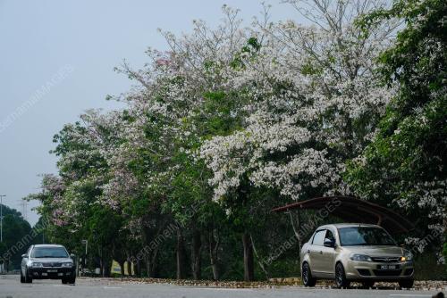 MK09_12032019_SAKURA_BN201903123114