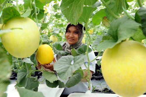 MK10_10092013_MELON_PERMAI