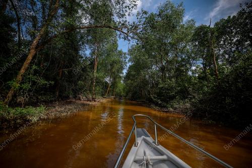 ECO CRUISE SUNGAI LINGGI