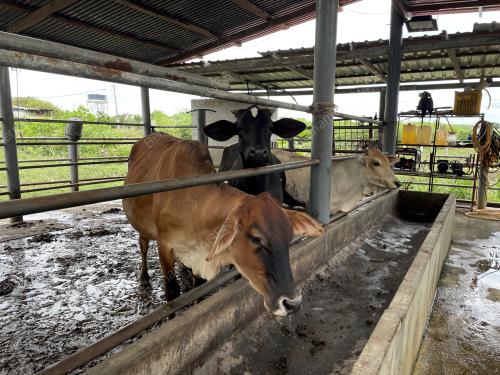 TERNAKAN LEMBU