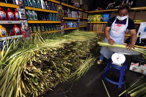 PELEPAH DAUN KETUPAT